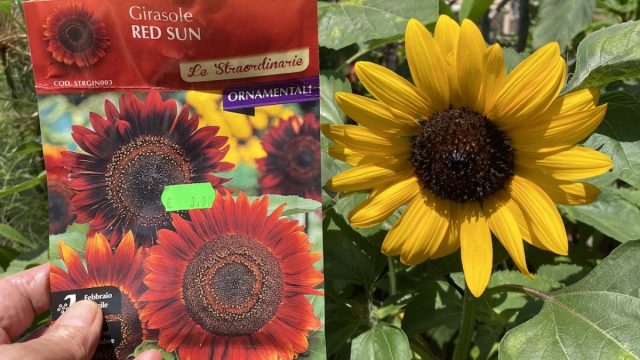The Importance of Seed Regulation: Ensuring Quality and Trust | pinjaman online easy cash, depo 50 b