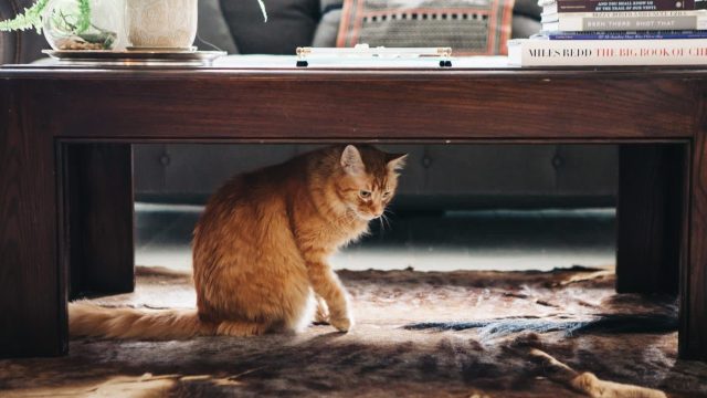 The Best Litter Box Solutions: Stylish and Functional Picks for Cat Owners