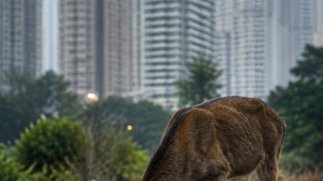 Concerns Rise as Wildlife Struggles in Urban Environments | main game slot online, www 7mselalu com,