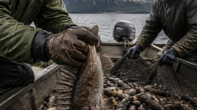 Urgent Measures Needed for Fishermen to Combat Invasive Fish Species | rajaaladin, qqstar88