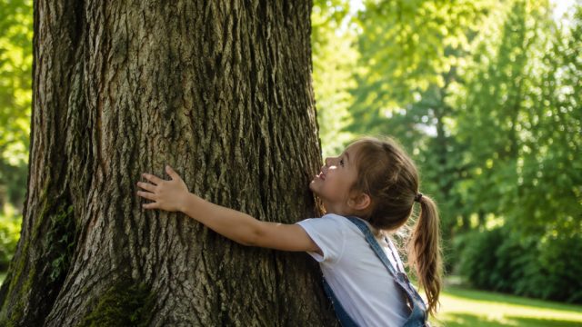 Canadian Town Grants Rights to Trees: A Groundbreaking Environmental Move | slot cq9 online, pragmat