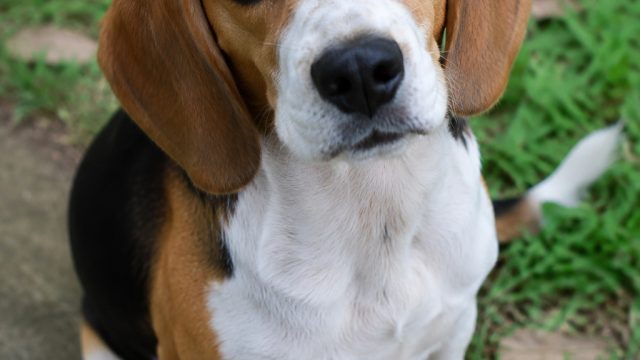 Help Lilly the Beagle Find Her Forever Home Today! | free casino bonus no deposit required, situs sl