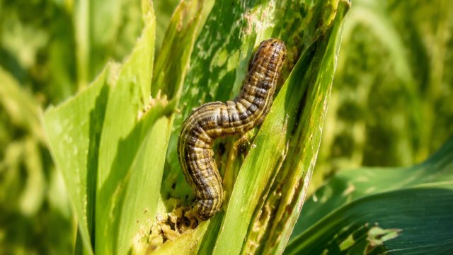 Protect Your Crops: Understanding the True Armyworm Threat This Season | spin138, online casino site