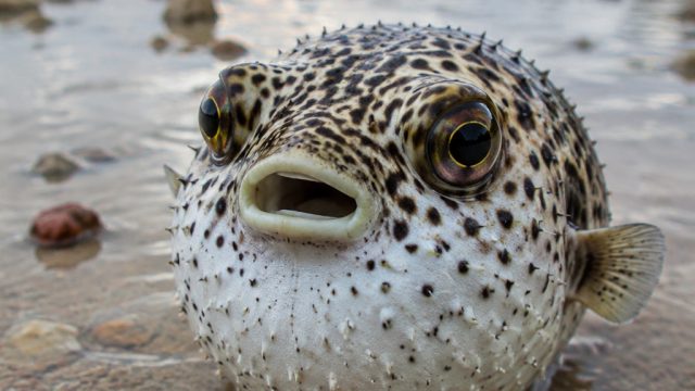 Beware the Pufferfish: A Rising Threat to Coastal Safety | fifa world cup qatar 16 besar, baut mur p