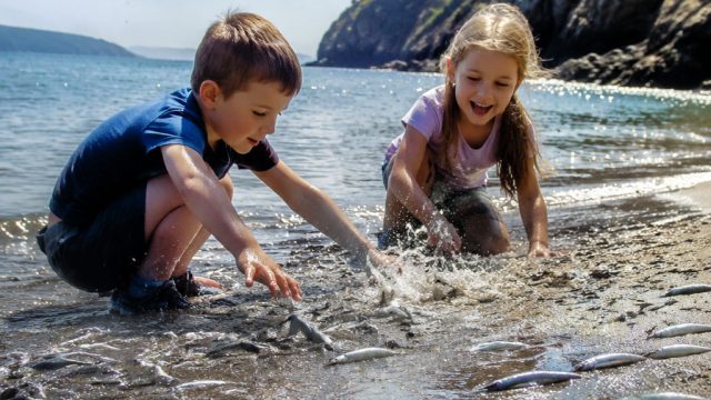 Summer Arrives as Capelin Make a Splash at Middle Cove Beach