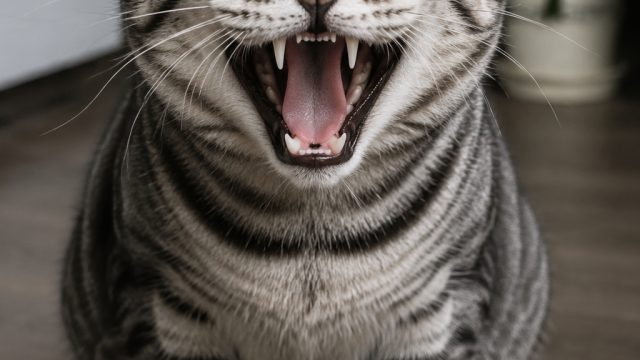 Fierce Felines: 25 Cats Proudly Displaying Their Teeth | slot 212 xyz, pokermaya login