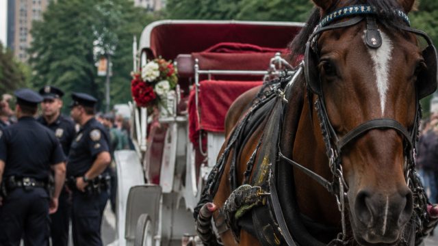 New York's Horse-Drawn Carriage Rides Face Fresh Scrutiny After Tragedy | toto 268 slot, koin38 net