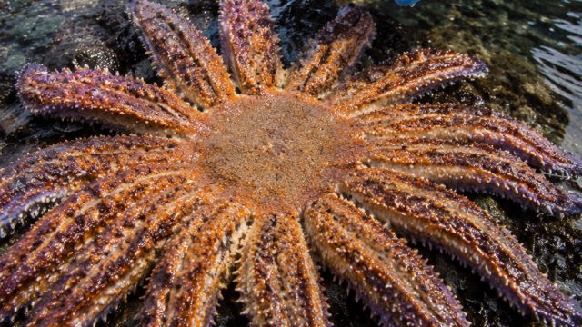 Urgent Call to Protect Sunflower Sea Stars Amid Declining Populations | syair hk 23 april 2023, resu